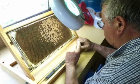 Western Maryland Apiaries - Frederick Backyard Beekeepers Association