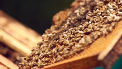 Western Maryland Apiaries - Frederick Backyard Beekeepers Association